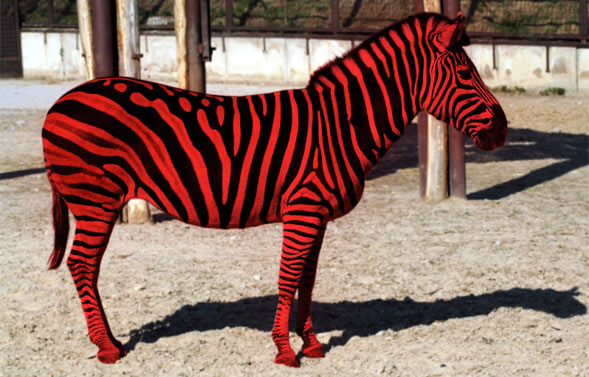 red zebra